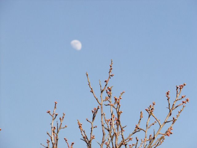 DSCF6814