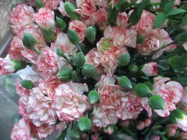 DSCF6877