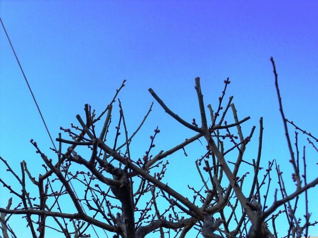 DSCF6671