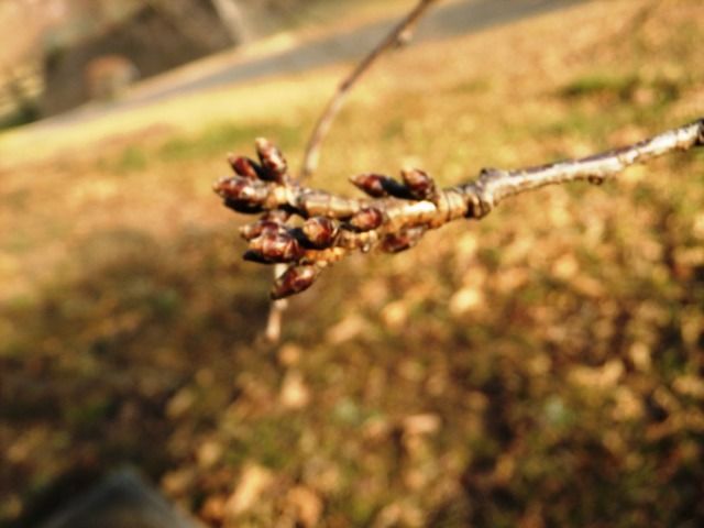 DSCF6820
