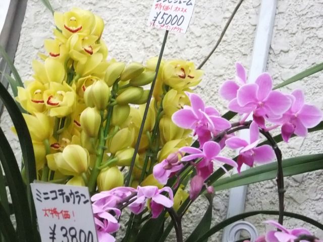 DSCF6872