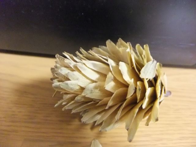 DSCF6672