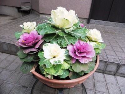 DSCF6919