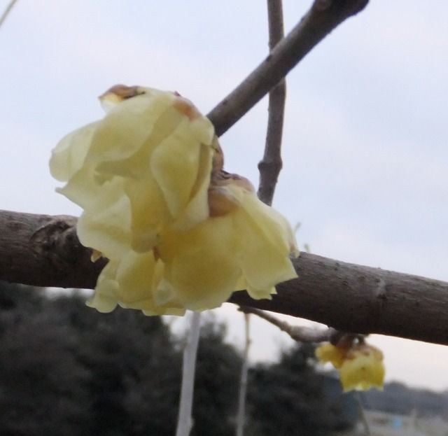 DSCF6882