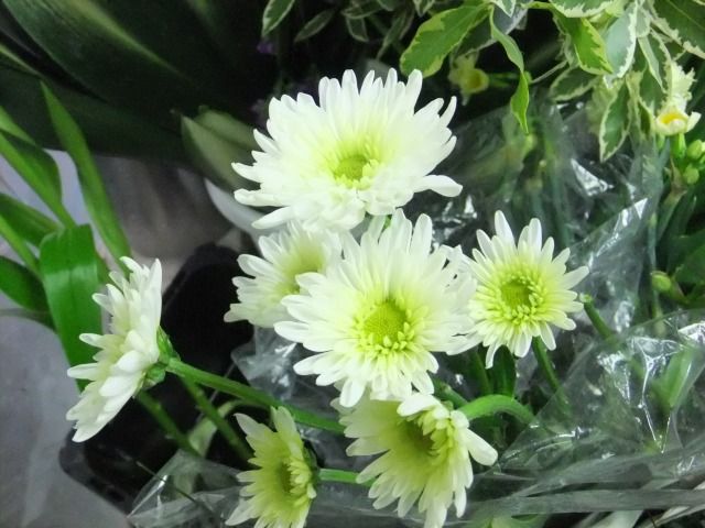 DSCF6862