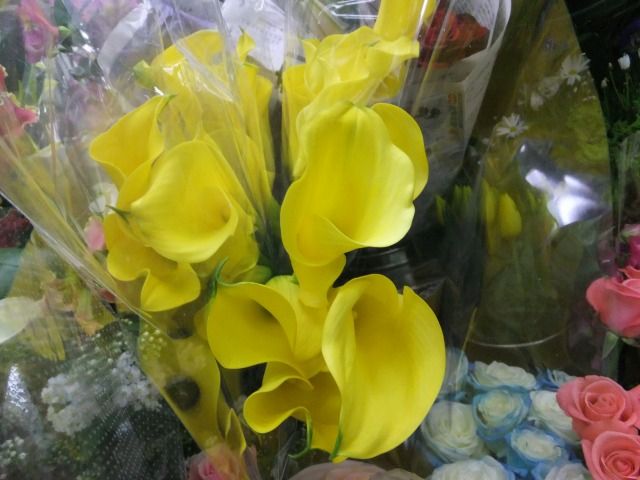 DSCF6840