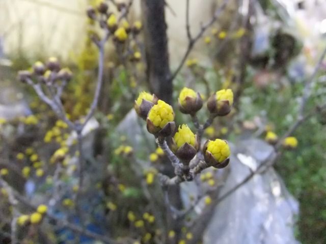 DSCF6837