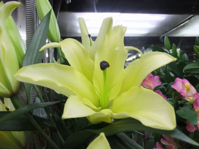 DSCF6841
