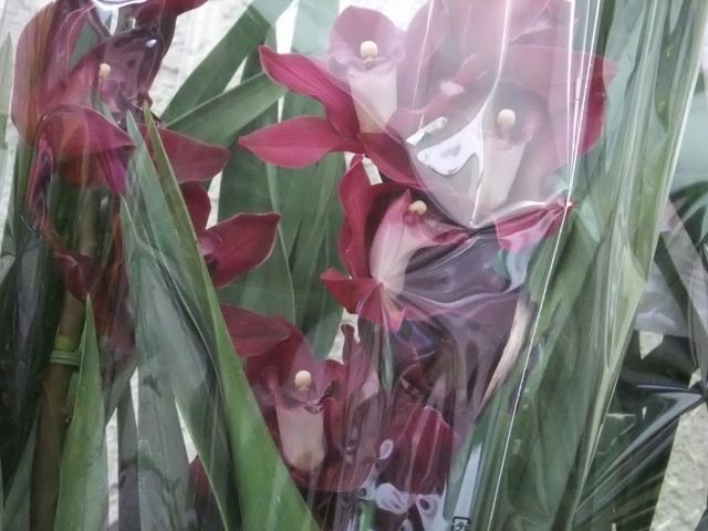 DSCF6873