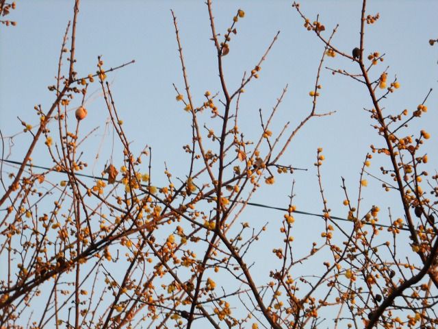 DSCF6833