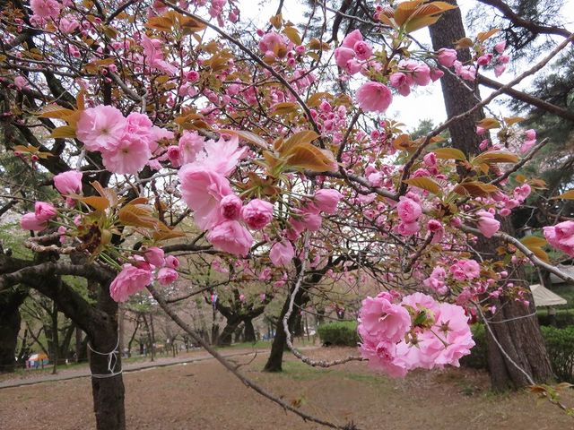八重桜とカラタチと花ズオウ 私の散歩道