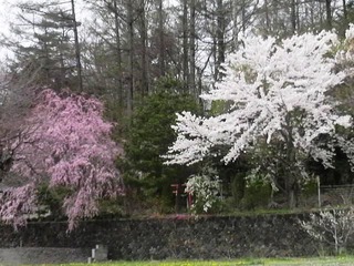 山スカイライン桜2本