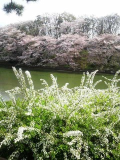 千鳥が淵葉桜雪柳