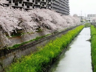 心愛桜菜の花