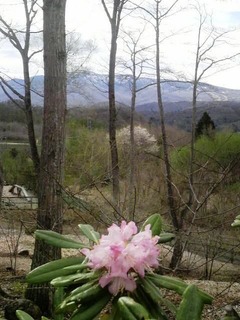 山DRシャクナゲ