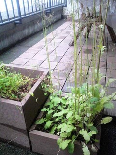 ベランダ草1