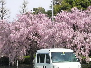 千鳥が淵皇居皇居枝垂れ