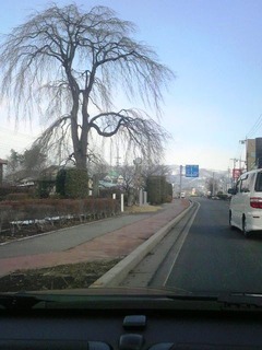沼枝垂れ桜