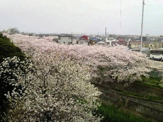 心愛桜