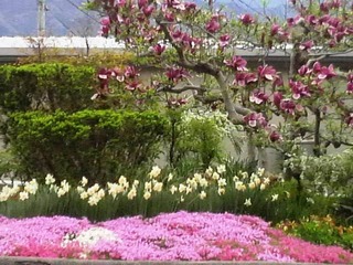山スカイライン農家花々