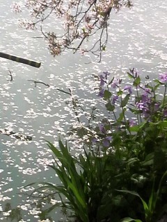 千鳥が淵葉桜しょかっさい