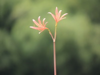 Lycoris sanguinea