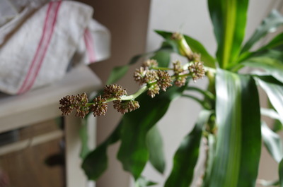 幸福の木の花2
