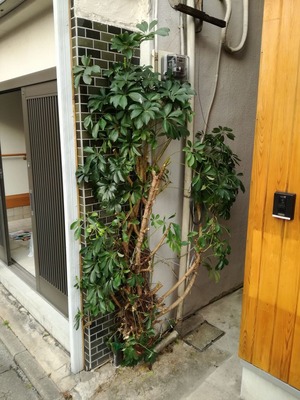 刈り込んだカポック