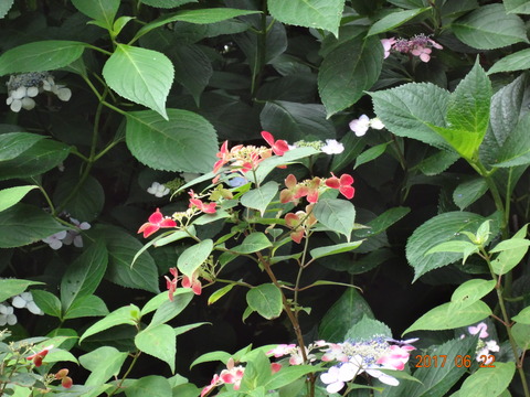DSC08672