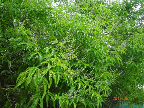 DSC08649