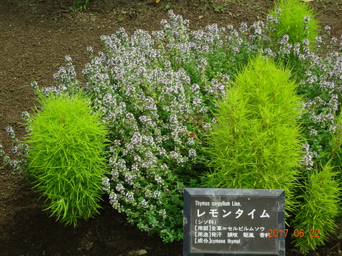 DSC08630