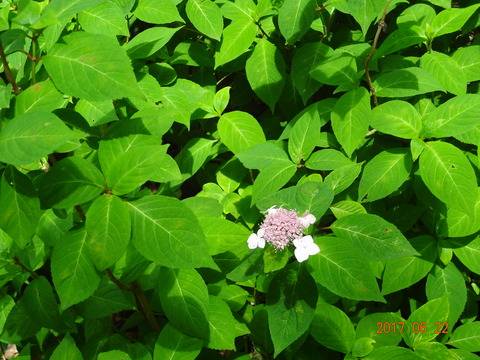 DSC08658