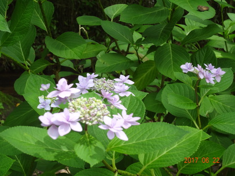 DSC08687