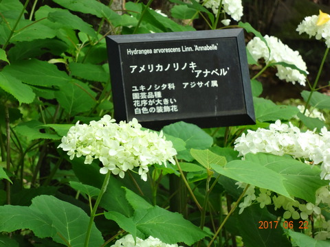 DSC08690