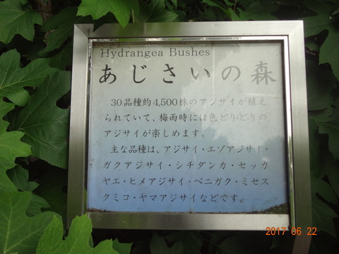 DSC08650