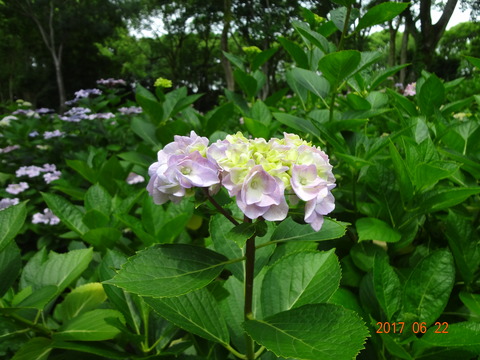 DSC08677