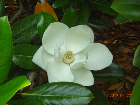 DSC08705