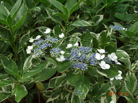 DSC08662