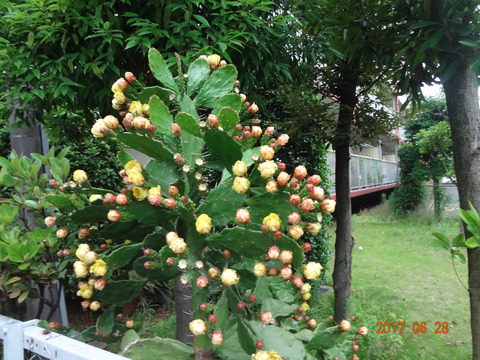 DSC08921