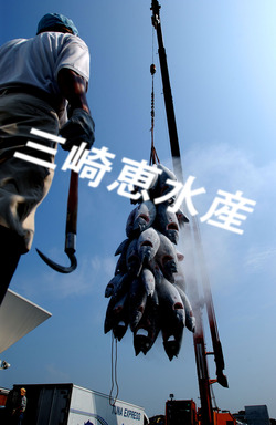 水揚げ三崎1