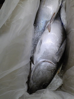 マグロ中身
