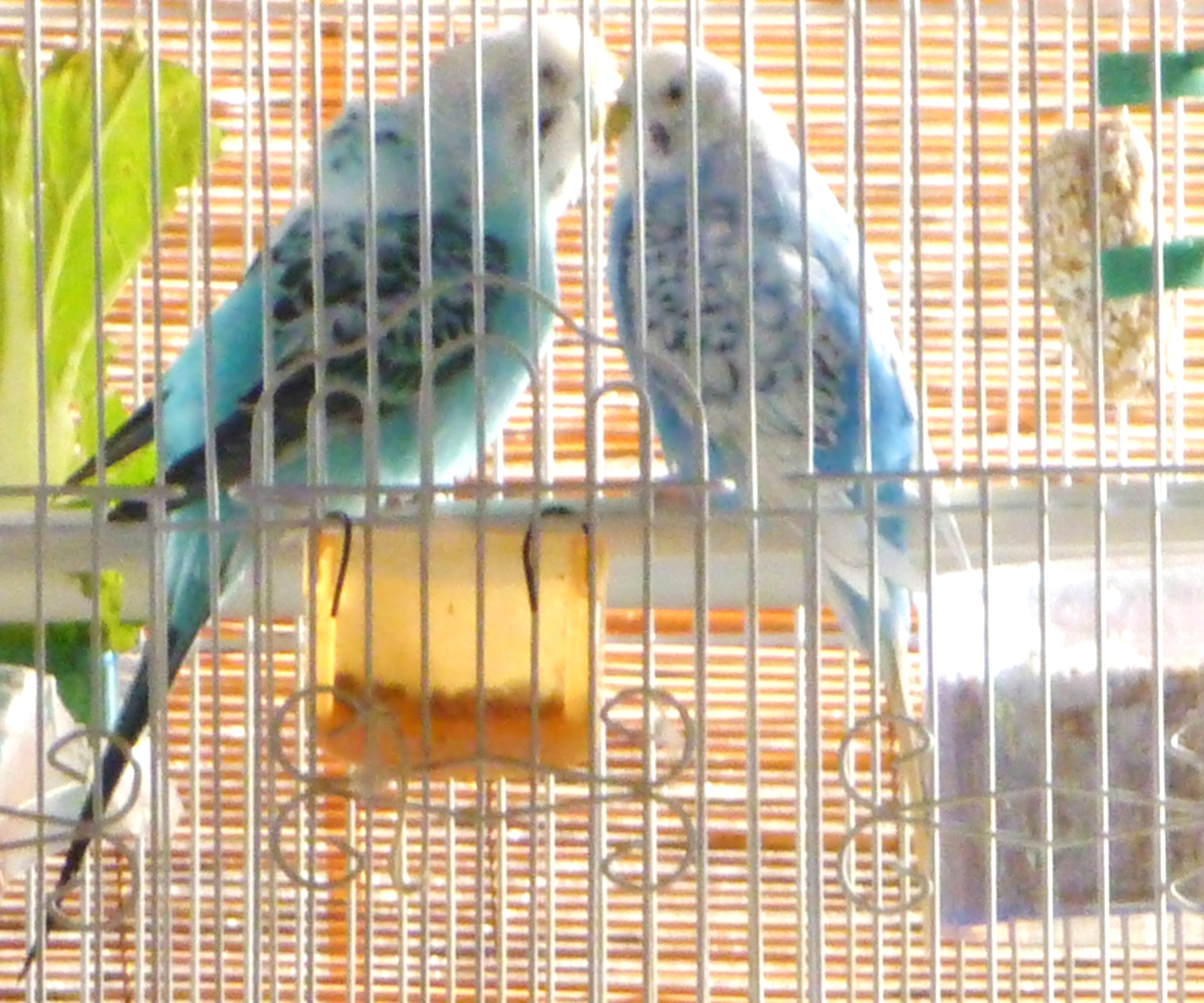 P1000168
