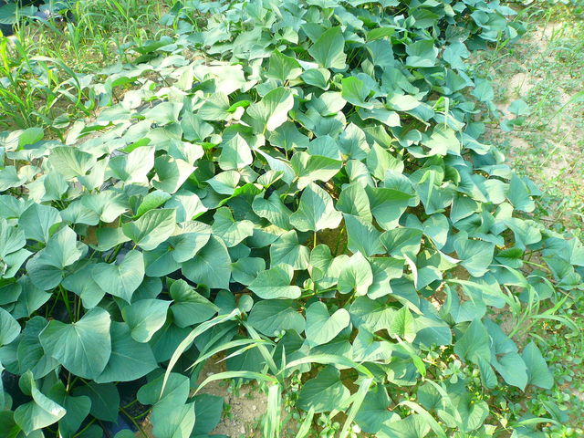 P1090176