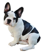 dog05b