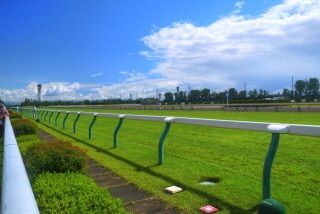 アイビスサマーダッシュ2017 展望ーフィドゥーシアなどの有力馬考察と予想オッズー・札幌・小倉・新潟へ向けての対策【新潟編】