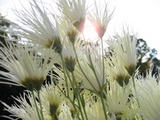 菊