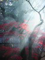 湯気