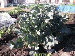 DSCN4267