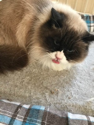 titi
