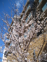 8ガーデンの桜